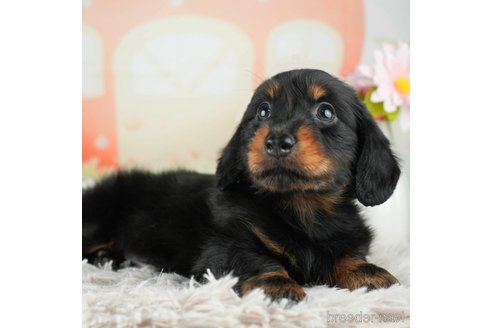 成約済の千葉県のカニンヘンダックスフンド(ロングヘアード)-312514