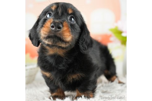 成約済の千葉県のカニンヘンダックスフンド(ロングヘアード)-312514の3枚目