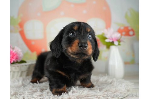 成約済の千葉県のカニンヘンダックスフンド(ロングヘアード)-312514の4枚目