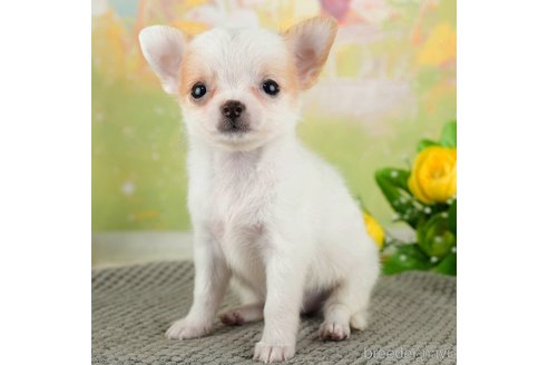 成約済の千葉県のチワワ(ロングコート)-312517の2枚目