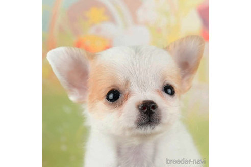 成約済の千葉県のチワワ(ロングコート)-312517の1枚目