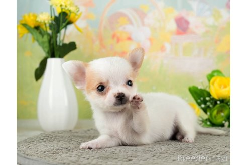 成約済の千葉県のチワワ(ロングコート)-312517の3枚目