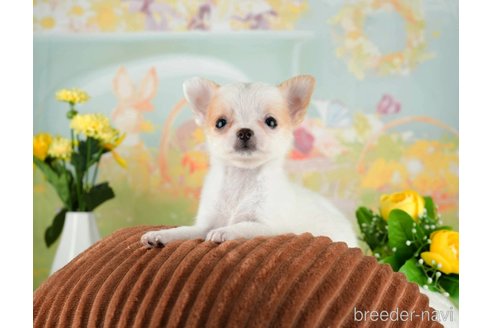 成約済の千葉県のチワワ(ロングコート)-312517の4枚目