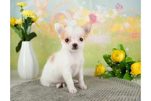 成約済の千葉県のチワワ(ロングコート)-312517の5枚目