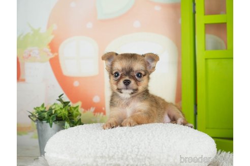 成約済の千葉県のチワワ(ロングコート)-312520の2枚目