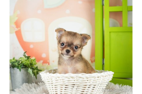 成約済の千葉県のチワワ(ロングコート)-312520の4枚目