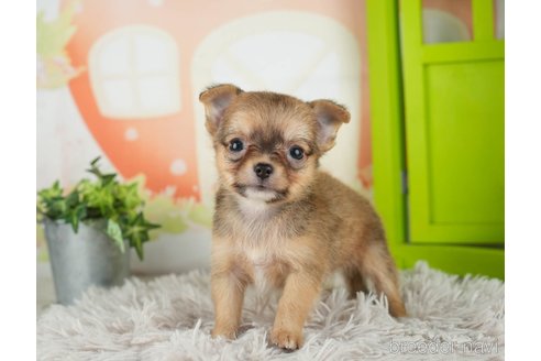 成約済の千葉県のチワワ(ロングコート)-312520の1枚目