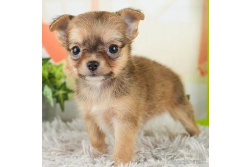 成約済の千葉県のチワワ(ロングコート)-312520の5枚目