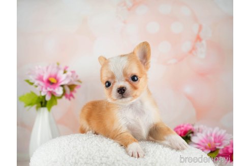 成約済の千葉県のチワワ(ロングコート)-312522の5枚目