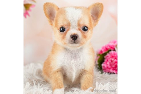 成約済の千葉県のチワワ(ロングコート)-312522の1枚目