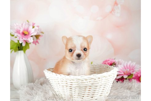 成約済の千葉県のチワワ(ロングコート)-312522の2枚目