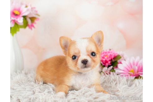 成約済の千葉県のチワワ(ロングコート)-312522の3枚目