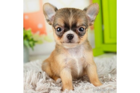 成約済の千葉県のチワワ(ロングコート)-312523の1枚目