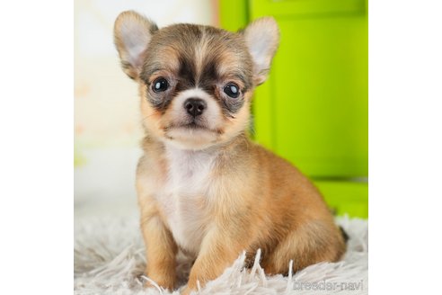 成約済の千葉県のチワワ(ロングコート)-312523の4枚目