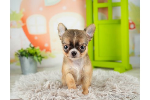 成約済の千葉県のチワワ(ロングコート)-312523の5枚目