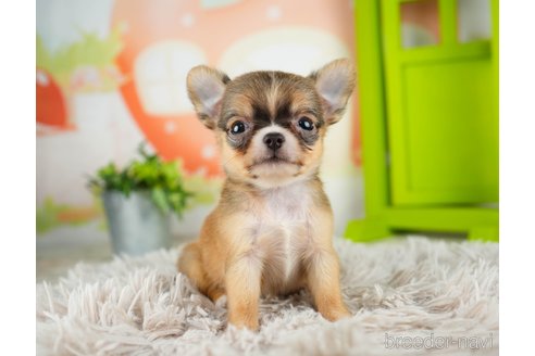 成約済の千葉県のチワワ(ロングコート)-312523の2枚目