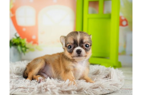 成約済の千葉県のチワワ(ロングコート)-312523の3枚目