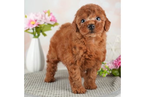 成約済の千葉県のトイプードル-312525の1枚目