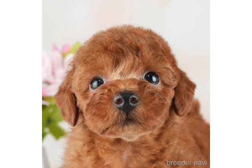 成約済の千葉県のトイプードル-312525の4枚目