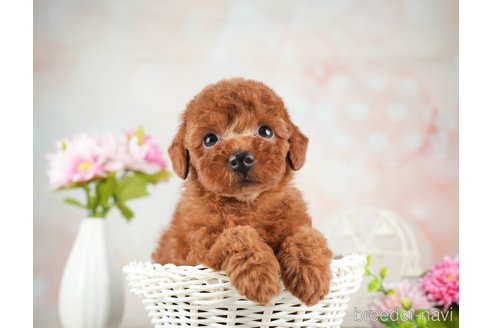 成約済の千葉県のトイプードル-312525の5枚目