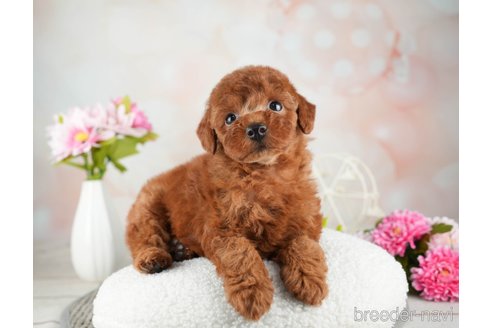 成約済の千葉県のトイプードル-312525の3枚目