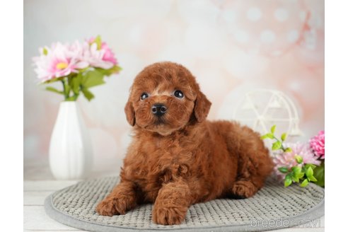 成約済の千葉県のトイプードル-312525の2枚目