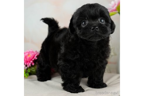 成約済の千葉県のミックス犬-312526の1枚目