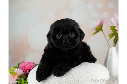 成約済の千葉県のミックス犬-312526の3枚目