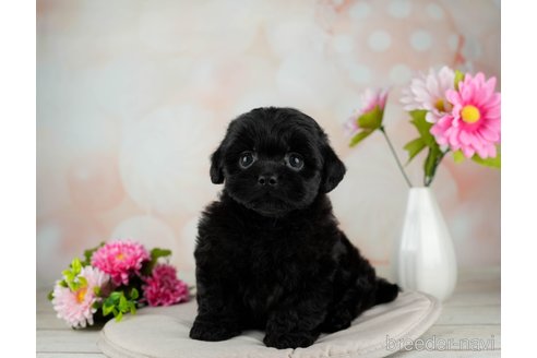 成約済の千葉県のミックス犬-312526の5枚目