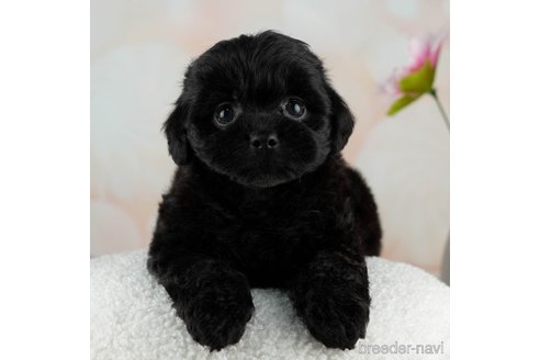 成約済の千葉県のミックス犬-312526の4枚目