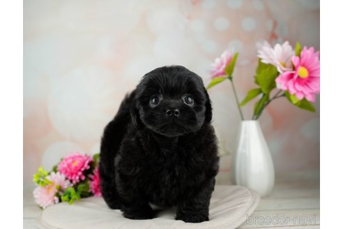 成約済の千葉県のミックス犬-312526の2枚目