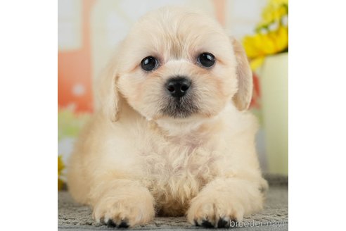 成約済の千葉県のミックス犬-312527の1枚目