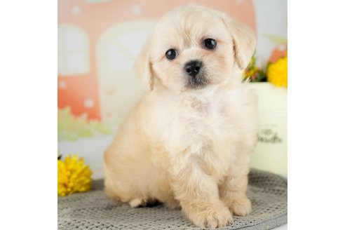 成約済の千葉県のミックス犬-312527の4枚目