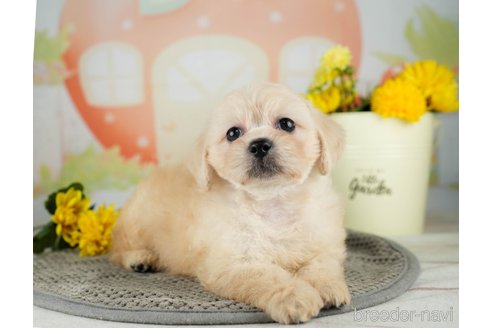 成約済の千葉県のミックス犬-312527の5枚目