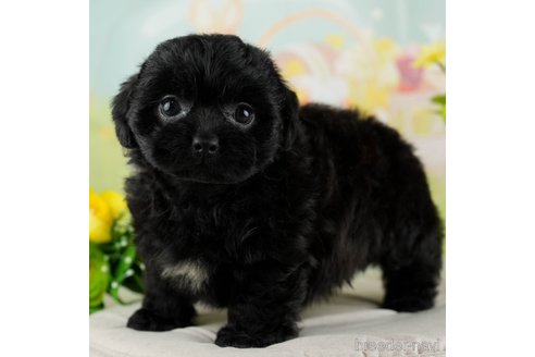 成約済の千葉県のミックス犬-312528の1枚目