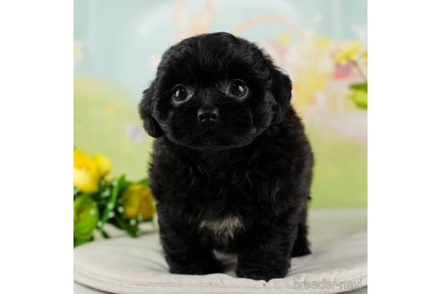 成約済の千葉県のミックス犬-312528の20枚目