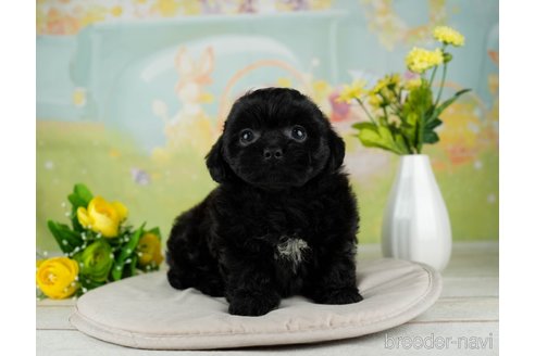 成約済の千葉県のミックス犬-312528の18枚目