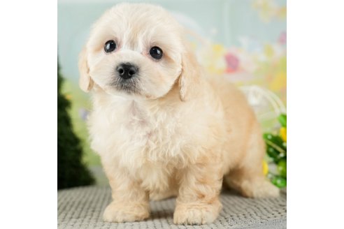 成約済の千葉県のミックス犬-312529