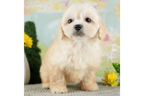 成約済の千葉県のミックス犬-312529の2枚目