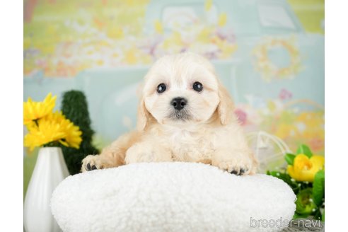 成約済の千葉県のミックス犬-312529の3枚目