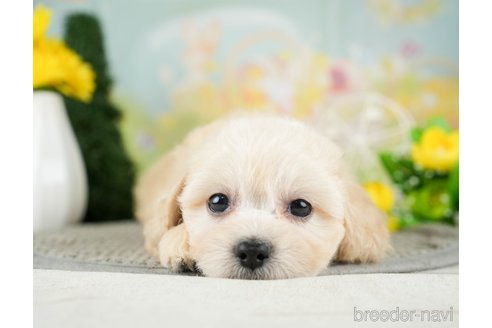 成約済の千葉県のミックス犬-312529の4枚目