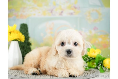 成約済の千葉県のミックス犬-312529の5枚目