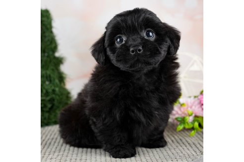 成約済の千葉県のミックス犬-312535