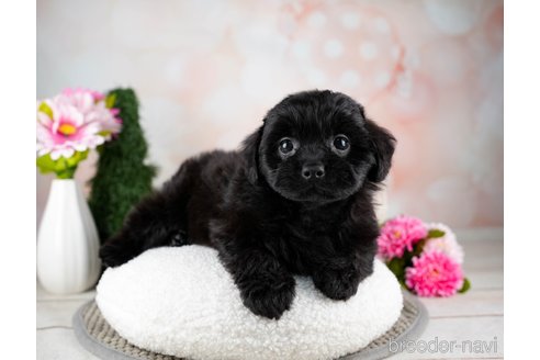 成約済の千葉県のミックス犬-312535の4枚目