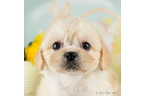 成約済の千葉県のミックス犬-312537