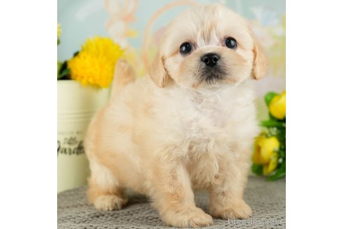 成約済の千葉県のミックス犬-312537の5枚目