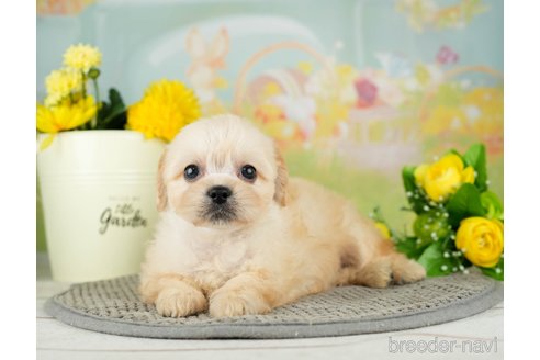 成約済の千葉県のミックス犬-312537の3枚目