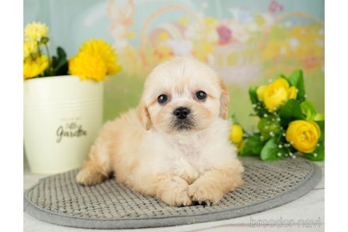 成約済の千葉県のミックス犬-312537の2枚目