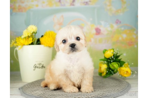 成約済の千葉県のミックス犬-312537の4枚目