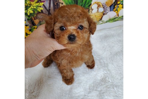 成約済の埼玉県のタイニープードル-311145の1枚目